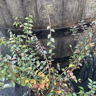 Lonicera nitida 'Red Tips' 2L