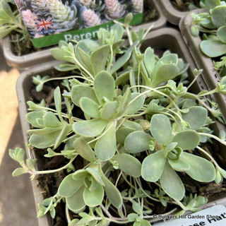 Orostachys 'Chinese Hat' 1ltr