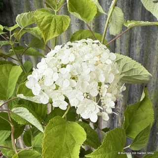 Hydrangea arb. 'Annabelle' 7.5L