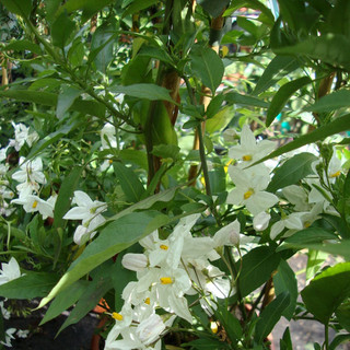 Solanum Jasminoides Album 3L