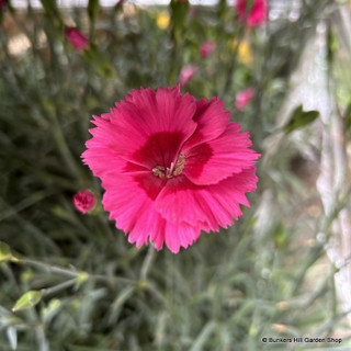 Dianthus (bright pink) 5L