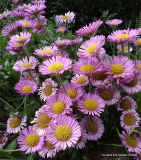 Erigeron glaucus 'Sea Breeze' 3ltr