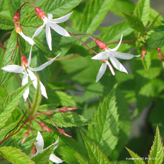 Gillenia trifoliata 2ltr