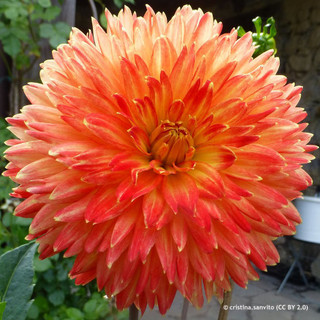 Dahlia 'Procyon' 1L