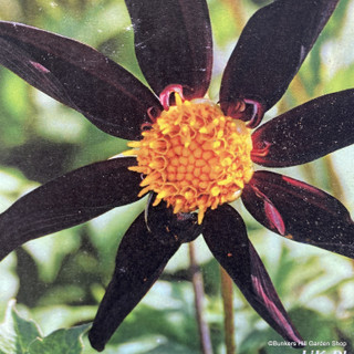 Dahlia 'Honka black' 3L