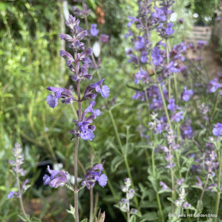 Nepeta 'Walker's Low' (p17)