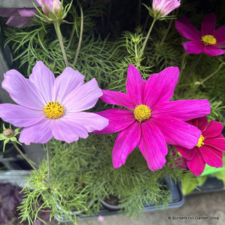 Cosmos mixed colours