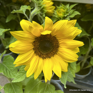 Sunflower 'Miss Sunshine'