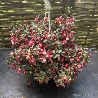 Hanging fuchsia - SPECIAL OFFER