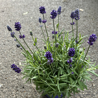 Lavender angustifolia (English)