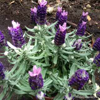 Lavender stoechas 'Little Bee Purple' (French Lavender) p13