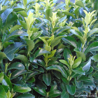 Euonymus jap. 'Green Spire' (p13)