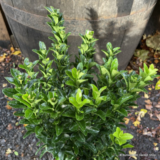 Euonymus jap. 'Green Spire' (p13)