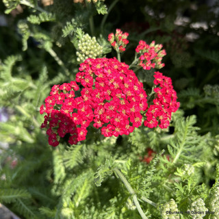 Achillea millefolium Sassy Summer 'Sangria'-3L