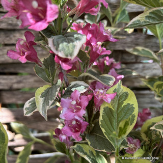 Weigela 'Kosteriana Variegata' 3L