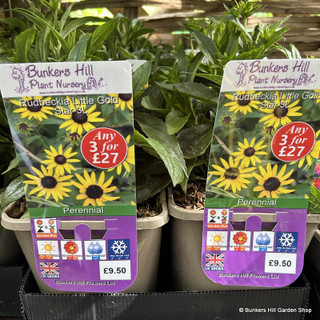 Rudbeckia Little Gold Star-3L