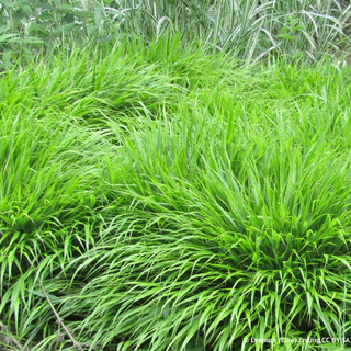 Hakonechloa macra 3L