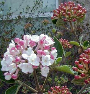 Viburnum Judii 10L