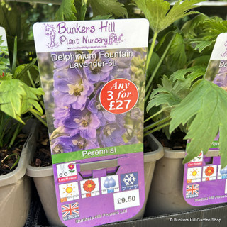 Delphinium Fountain Lavender 3ltr