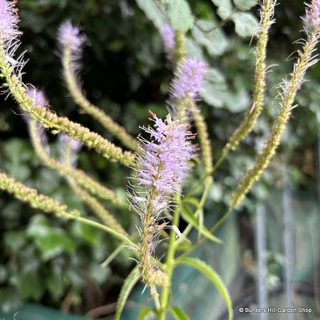Veronicastrum 'Lavendelturm' 3L