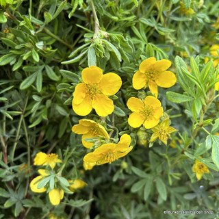 Potentilla fruiticosa 'Gold Finger'  3L