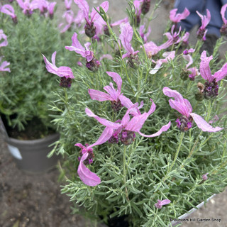 Lavender stoechas 'Fairy Wings Pink' 3L