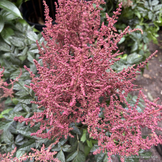 Instant astilbe