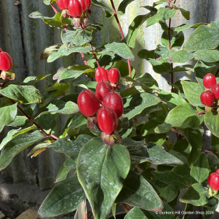 Hypericum 'Magical Impression'