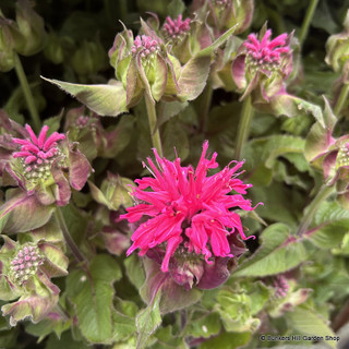 Monarda - mixed colours INSTANT