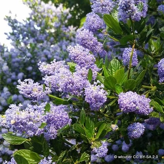 Ceanothus 'Victoria' 2L