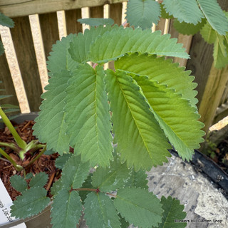 Sanguisorba 'Lilac Squirrel' 2L