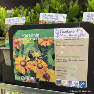 Helenium 'Okra Sundae'-3L