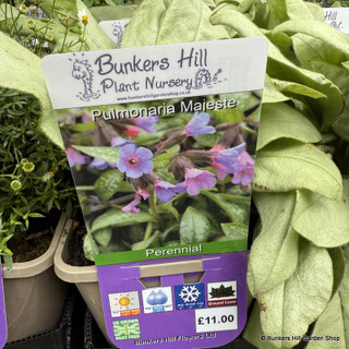 Pulmonaria Majeste -3L