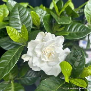 Gardenia jas. 'Double Diamond'