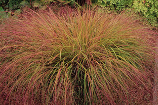 Stipa arundinacea 3ltr