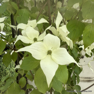 Cornus kousa var. chinensis