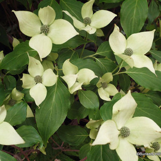 Cornus kousa chinensis 3L