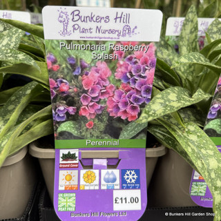 Pulmonaria 'Raspberry Splash' - 3L
