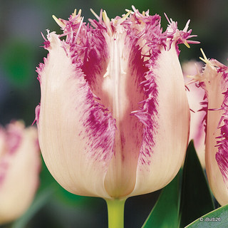 Tulip 'Aria Card' (Fringed) - PACK of 10 premium size bulbs
