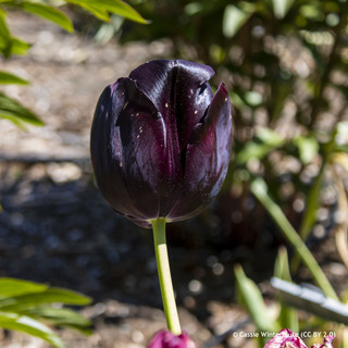 Tulip 'Black Bean' (Triumph) - PACK of 10 premium size bulbs