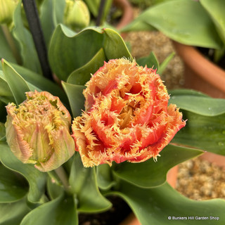 Tulip 'Brisbane' (Double Late) - PACK of 10 premium size bulbs