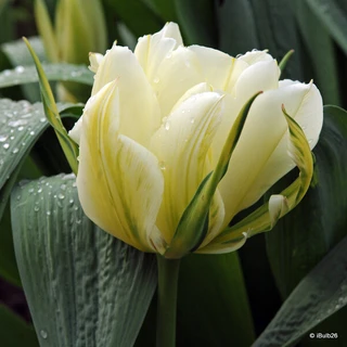 Tulip 'Exotic Emperor' (Fosteriana) - PACK of 10 premium size bulbs