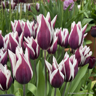 Tulip 'Spitsbergen' (Triumph) - PACK of 10 premium size bulbs