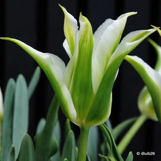 Tulip 'Green Star' (Lily) - PACK of 10 premium size bulbs
