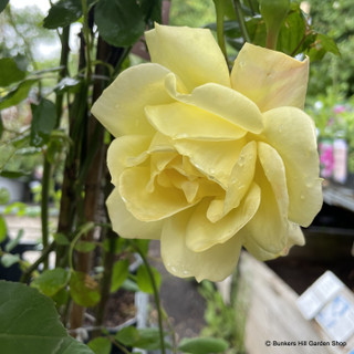 Arthur Bell - Climbing Rose