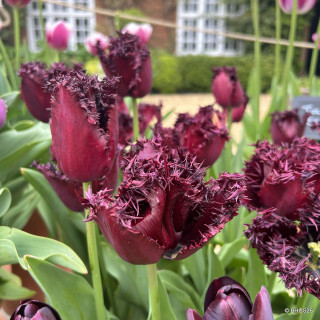 Tulip 'Frozen Night' (Parrot) - PACK of 10 premium size bulbs