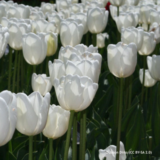 Tulip 'Royal Virgin' (Single Early) - PACK of 10 premium size bulbs