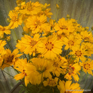 Coreopsis (mixed varieties)