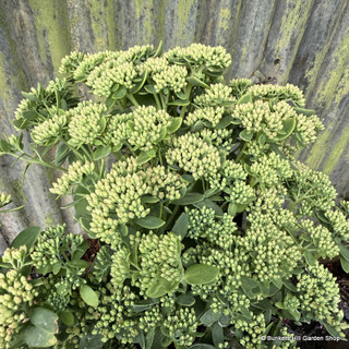 Sedum 'Autumn Joy' 2L