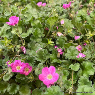 Erodium (pink)